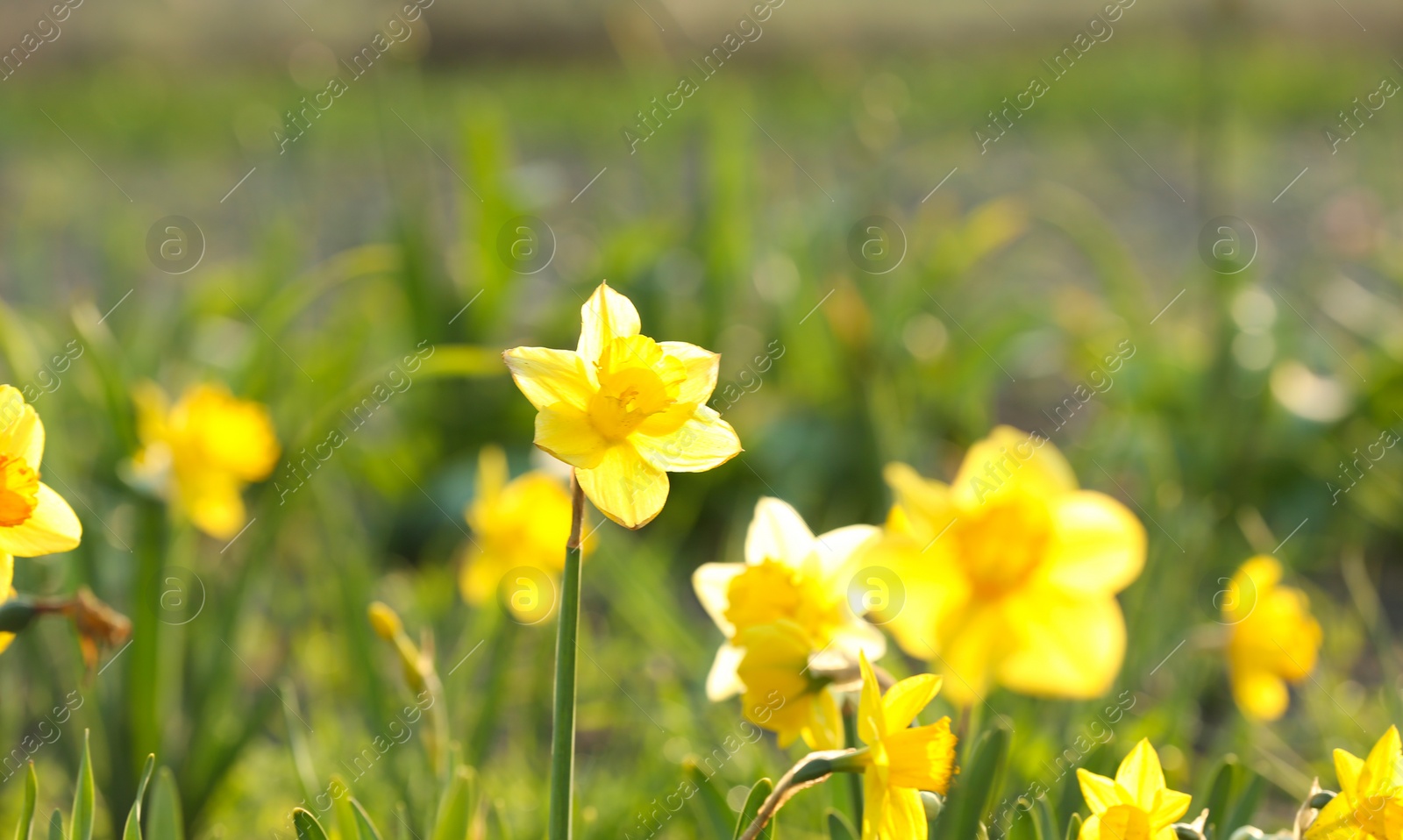 Photo of Field with fresh beautiful narcissus flowers on sunny day