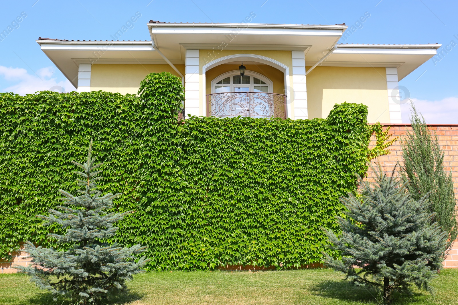 Photo of Fence covered with green ivy in garden near modern house