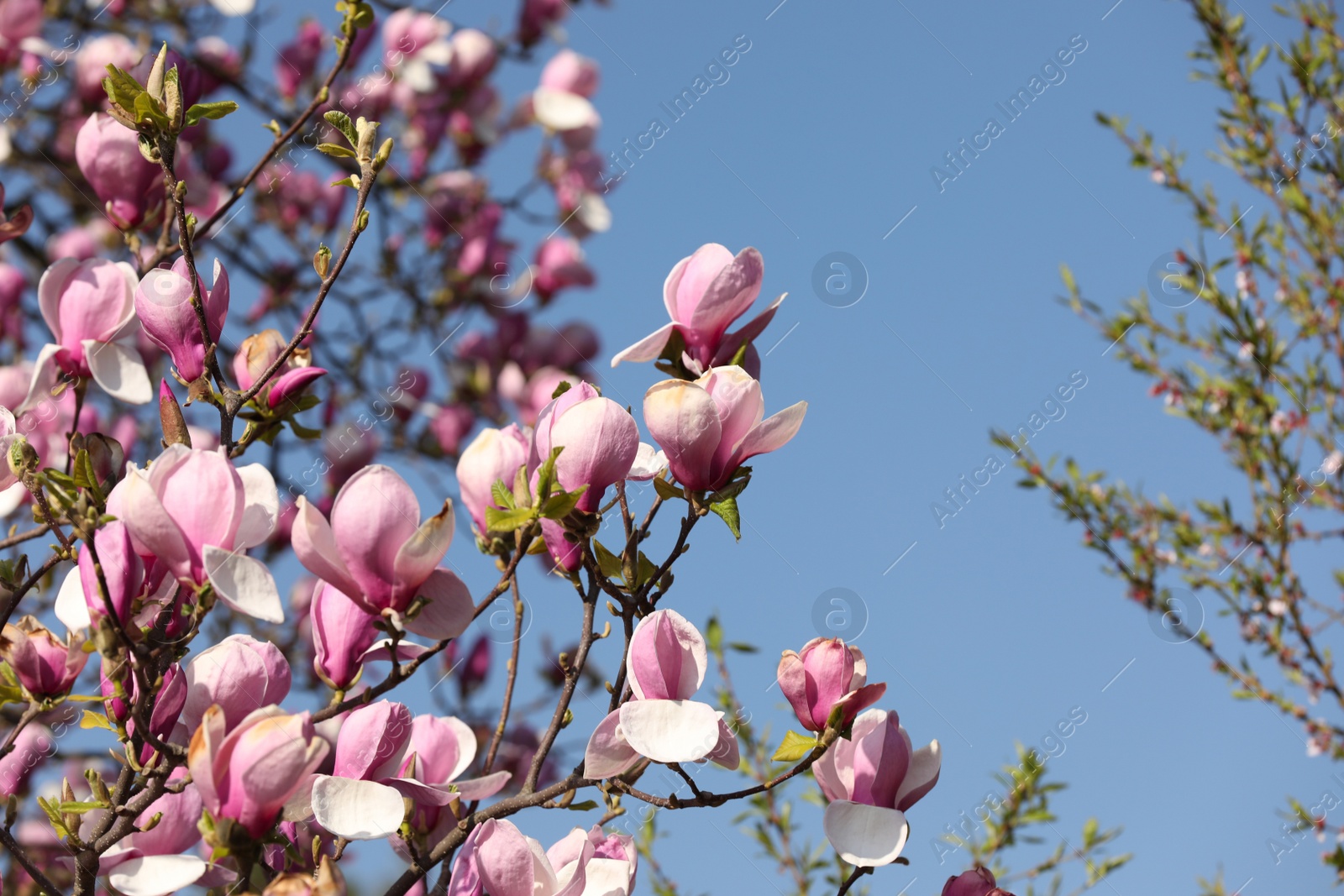 Photo of Beautiful magnolia tree with pink blossom outdoors. Spring season