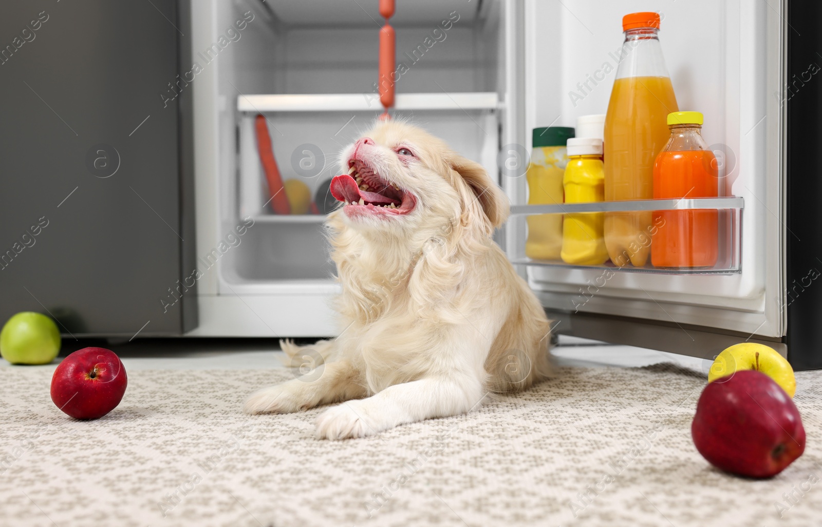 Photo of Cute Pekingese dog and scattered fruits near refrigerator in kitchen