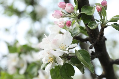 Photo of Closeup view of blossoming quince tree outdoors
