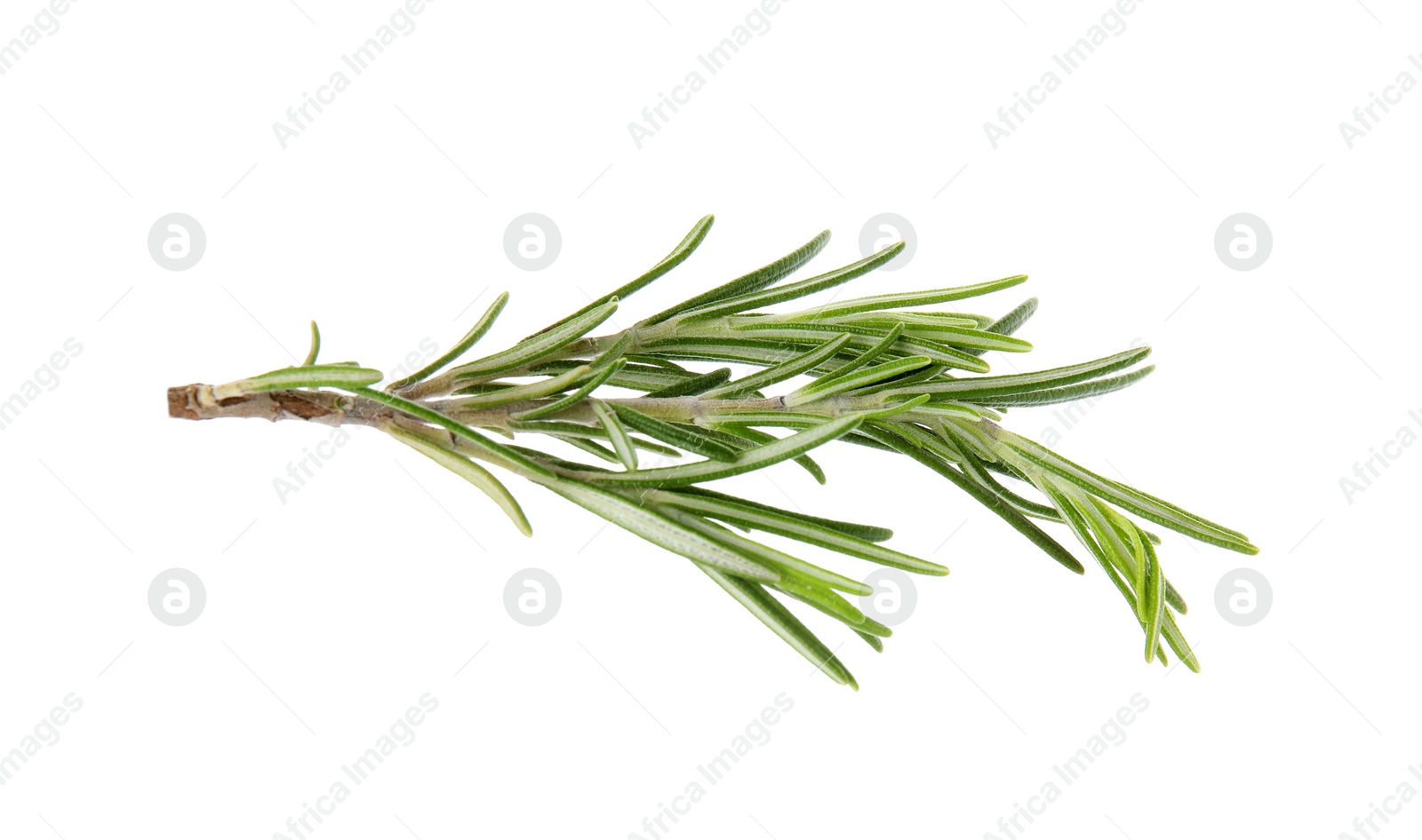 Photo of Fresh green rosemary twig on white background