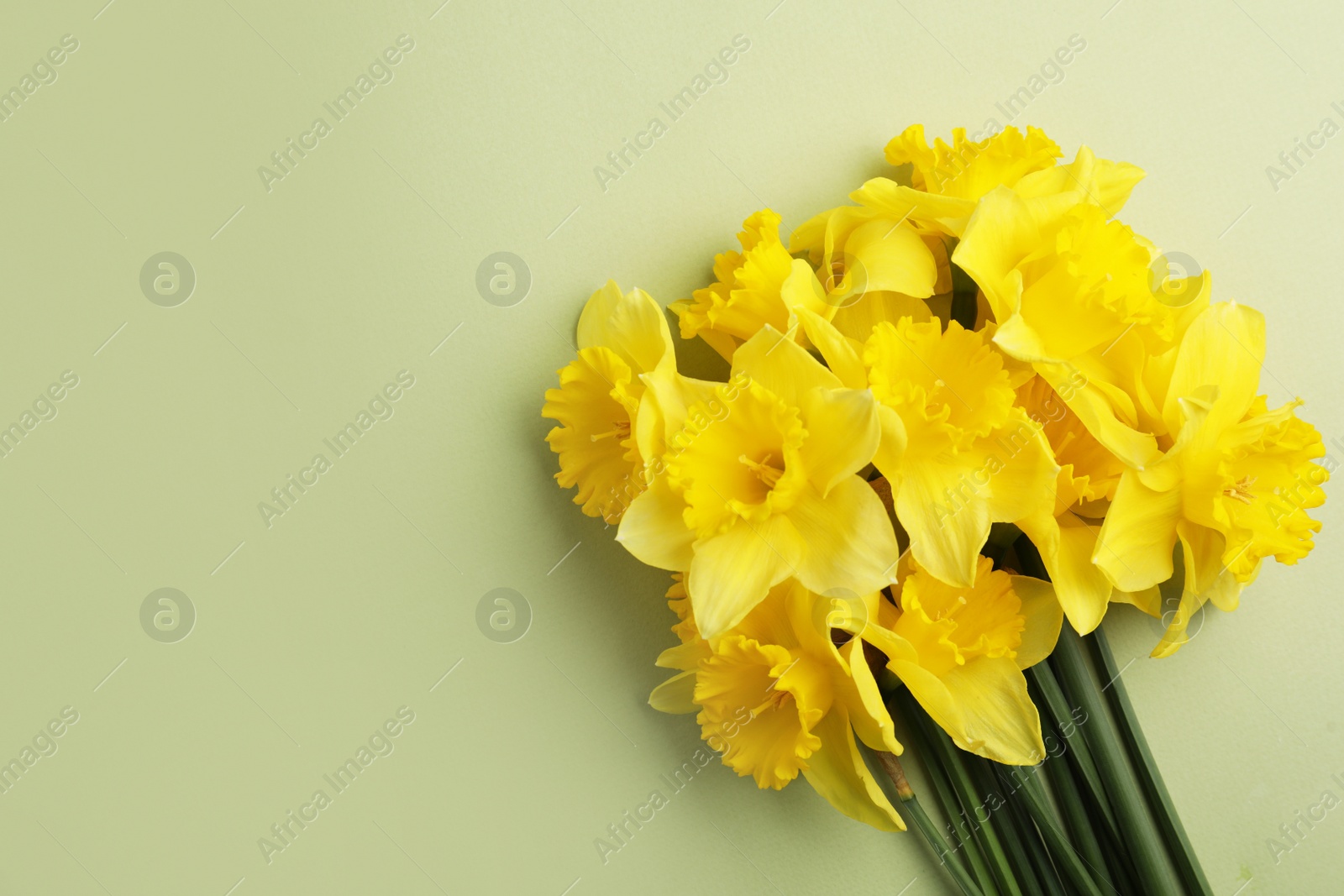 Photo of Beautiful daffodil bouquet on light green background, top view. Space for text