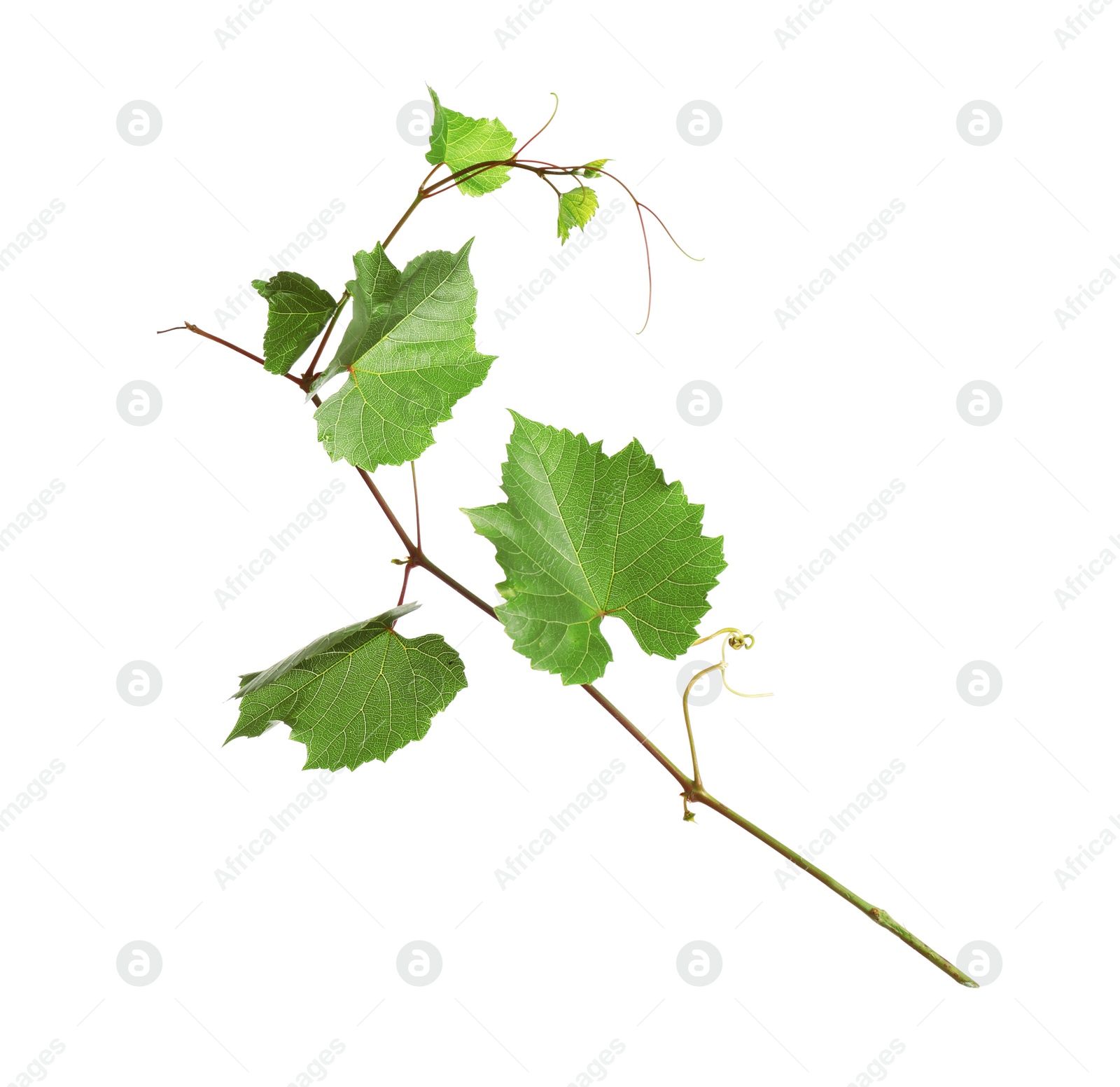 Photo of Fresh grapevine with leaves isolated on white