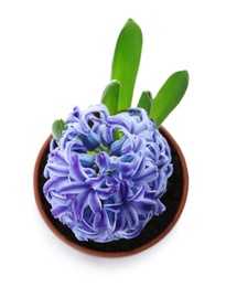 Photo of Beautiful potted hyacinth flower isolated on white, top view