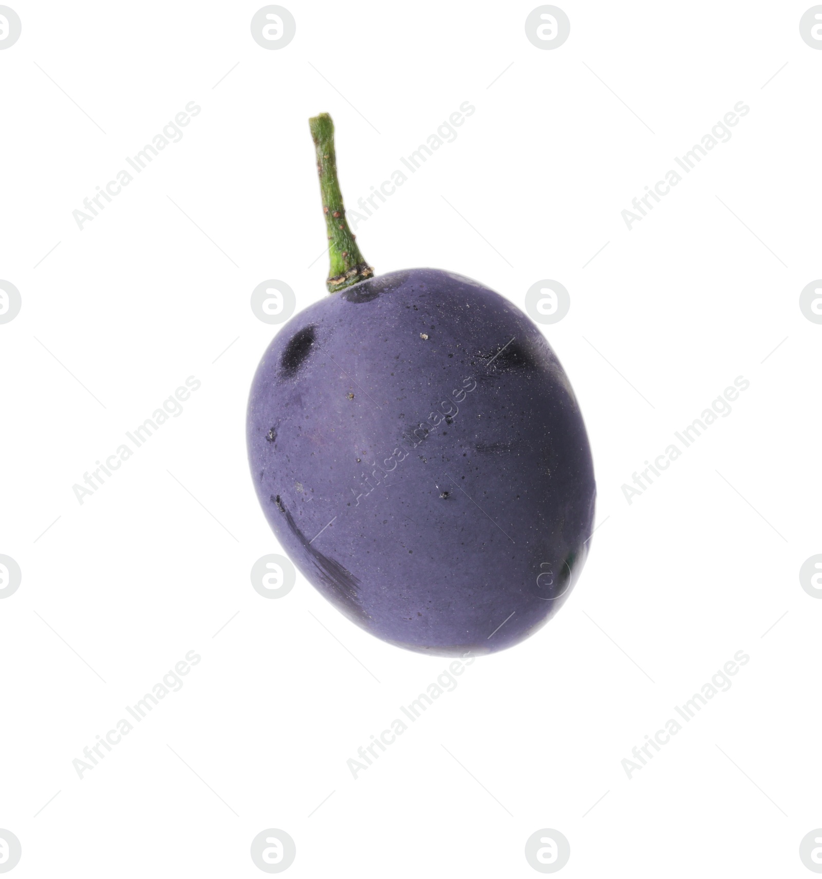 Photo of One ripe dark blue grape isolated on white