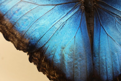 Photo of Closeup view of beautiful Blue Morpho butterfly