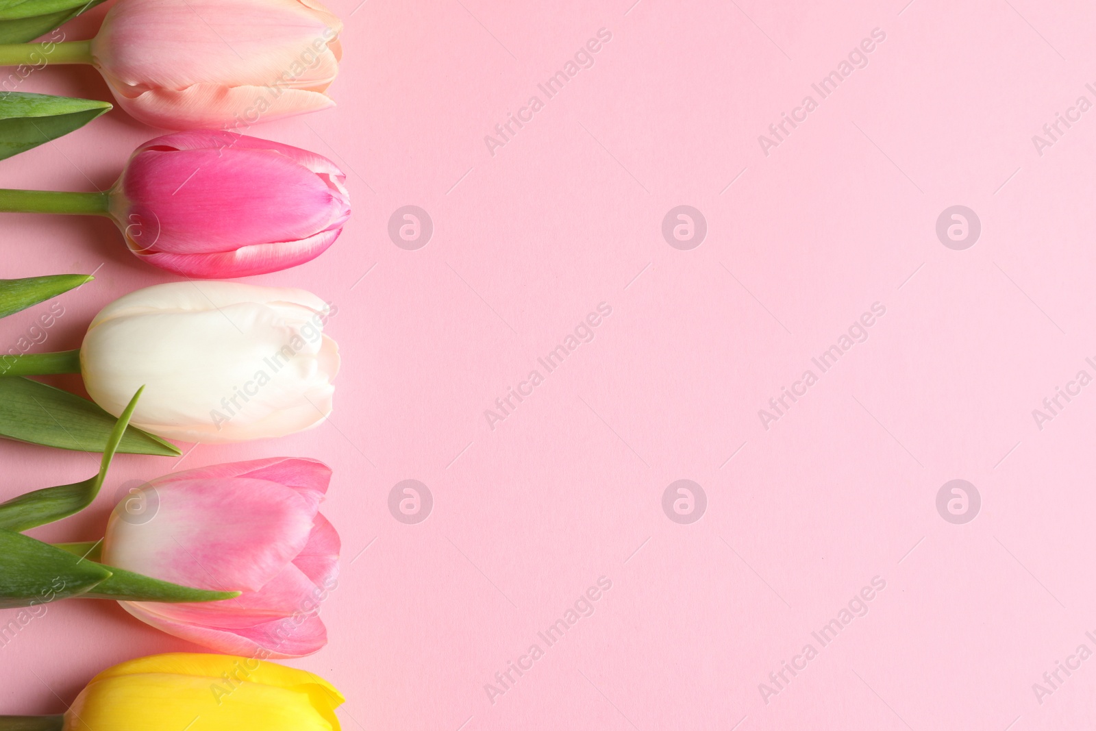 Photo of Flat lay composition of beautiful spring tulips on color background, space for text. International Women's Day