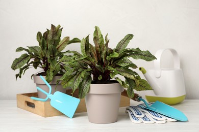 Photo of Potted sorrel plants and gardening tools on white wooden table