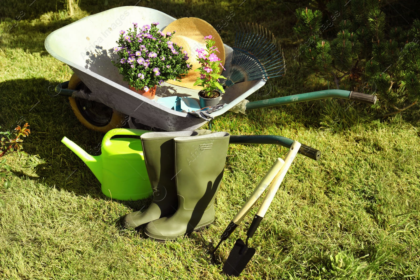 Photo of Wheelbarrow and gardening tools in backyard on sunny day