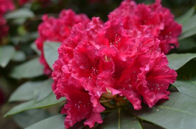 Blooming Rhododendron plant with beautiful flowers outdoors, closeup