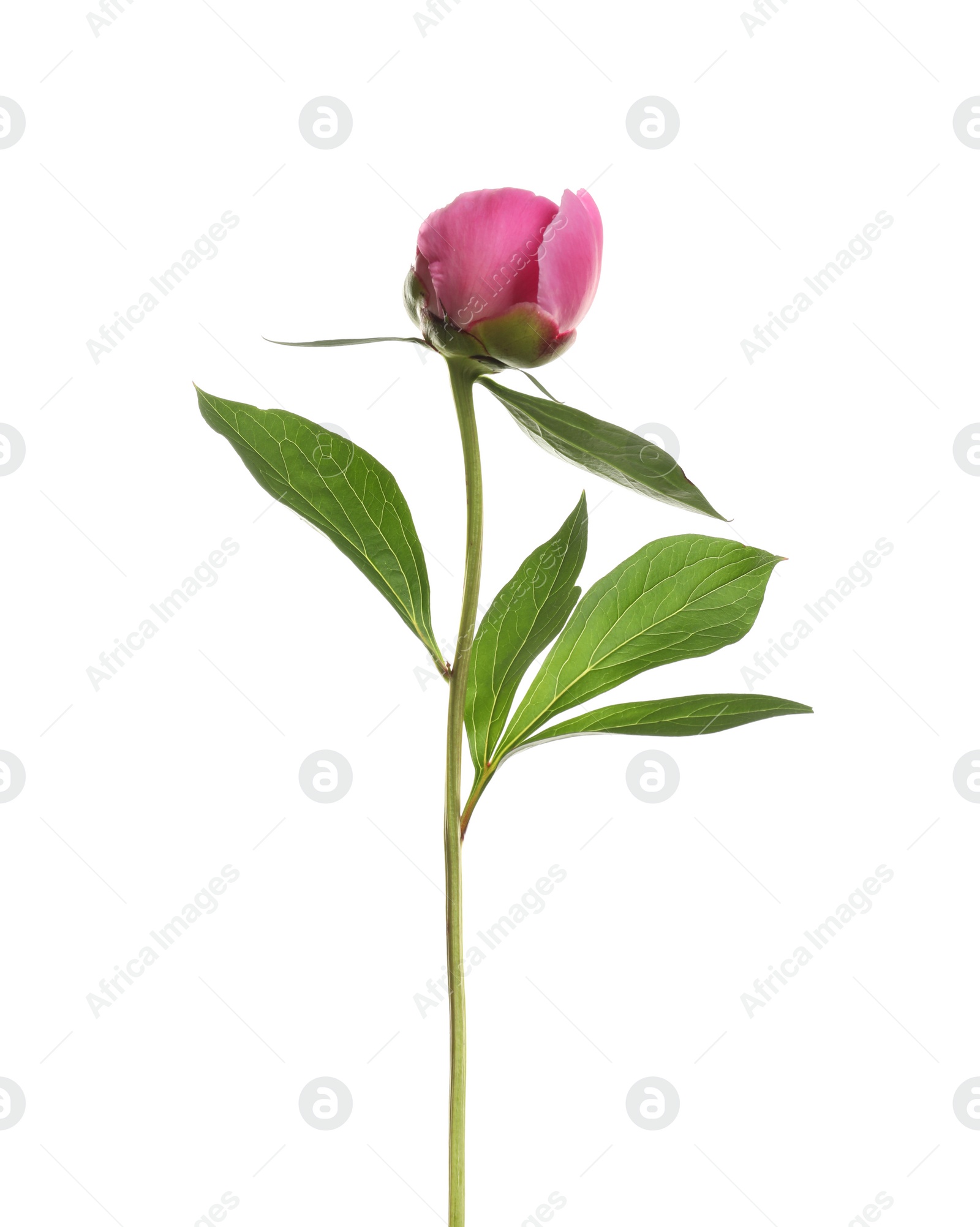 Photo of Bright peony on white background. Beautiful spring flower