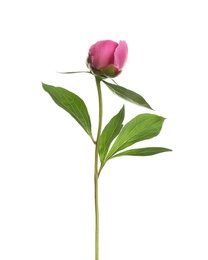 Bright peony on white background. Beautiful spring flower