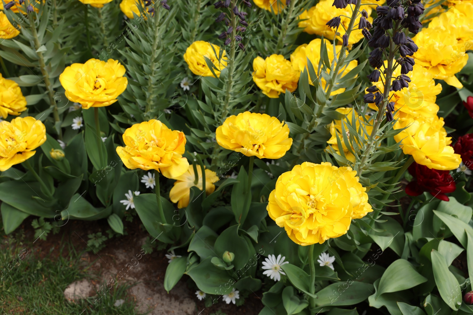 Photo of Many different beautiful flowers growing outdoors, closeup. Spring season