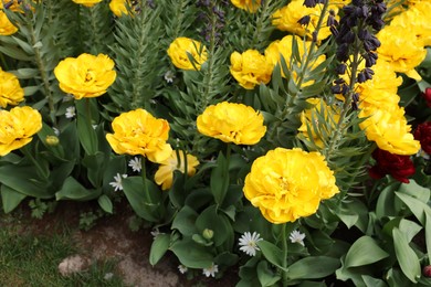 Many different beautiful flowers growing outdoors, closeup. Spring season