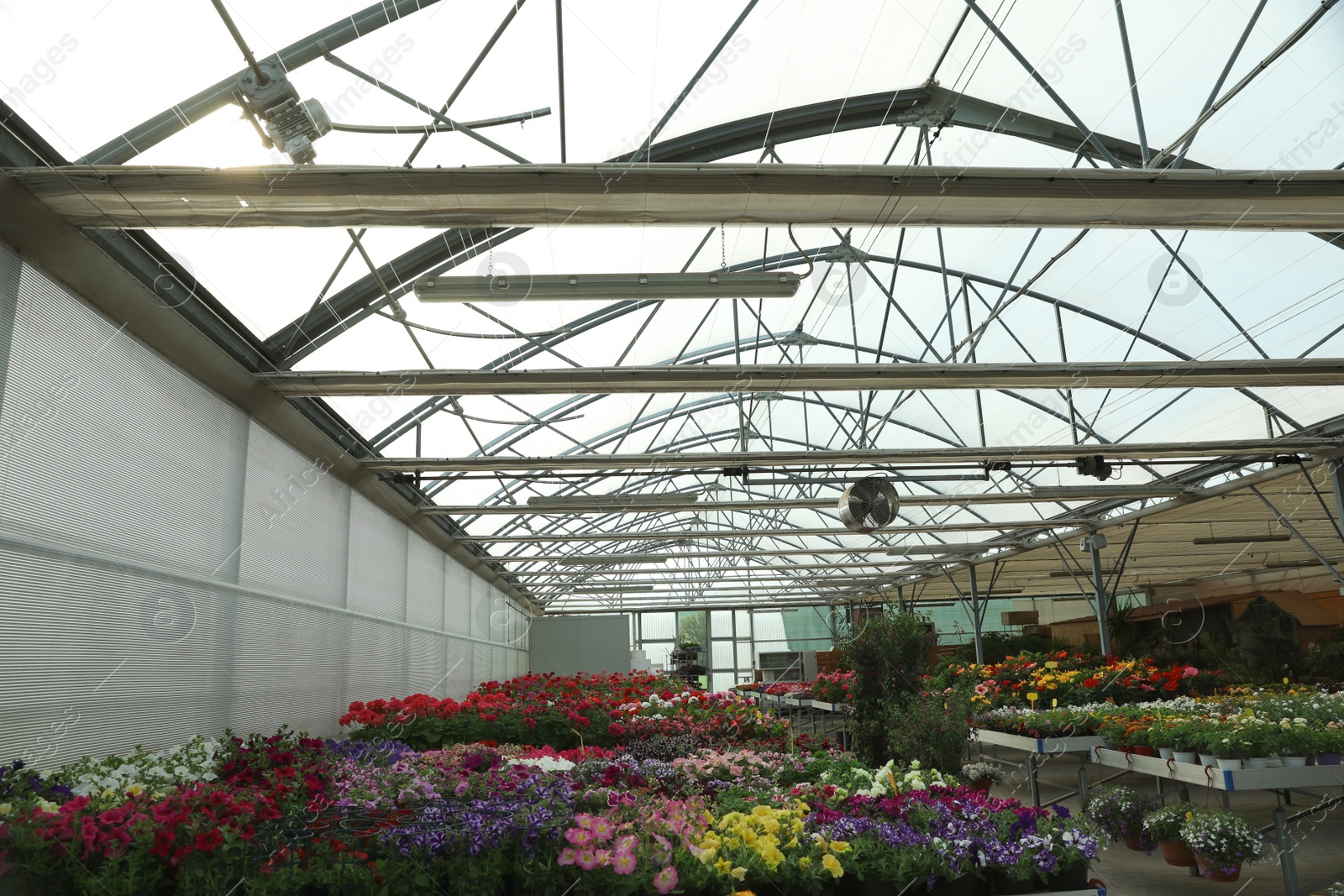 Photo of Garden center with many different blooming plants