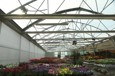 Garden center with many different blooming plants