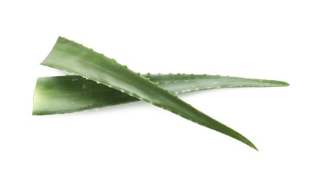 Green aloe vera leaves isolated on white