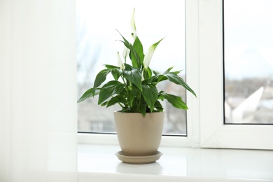 Photo of Beautiful spathiphyllum plant on window sill. Home decor