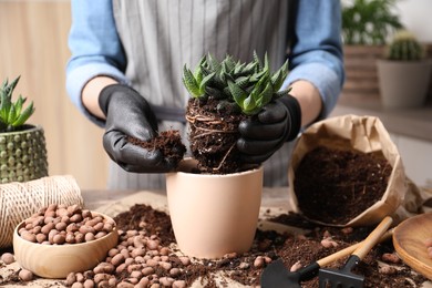 Photo of Woman transplanting Haworthia into pot at table indoors, closeup. House plant care