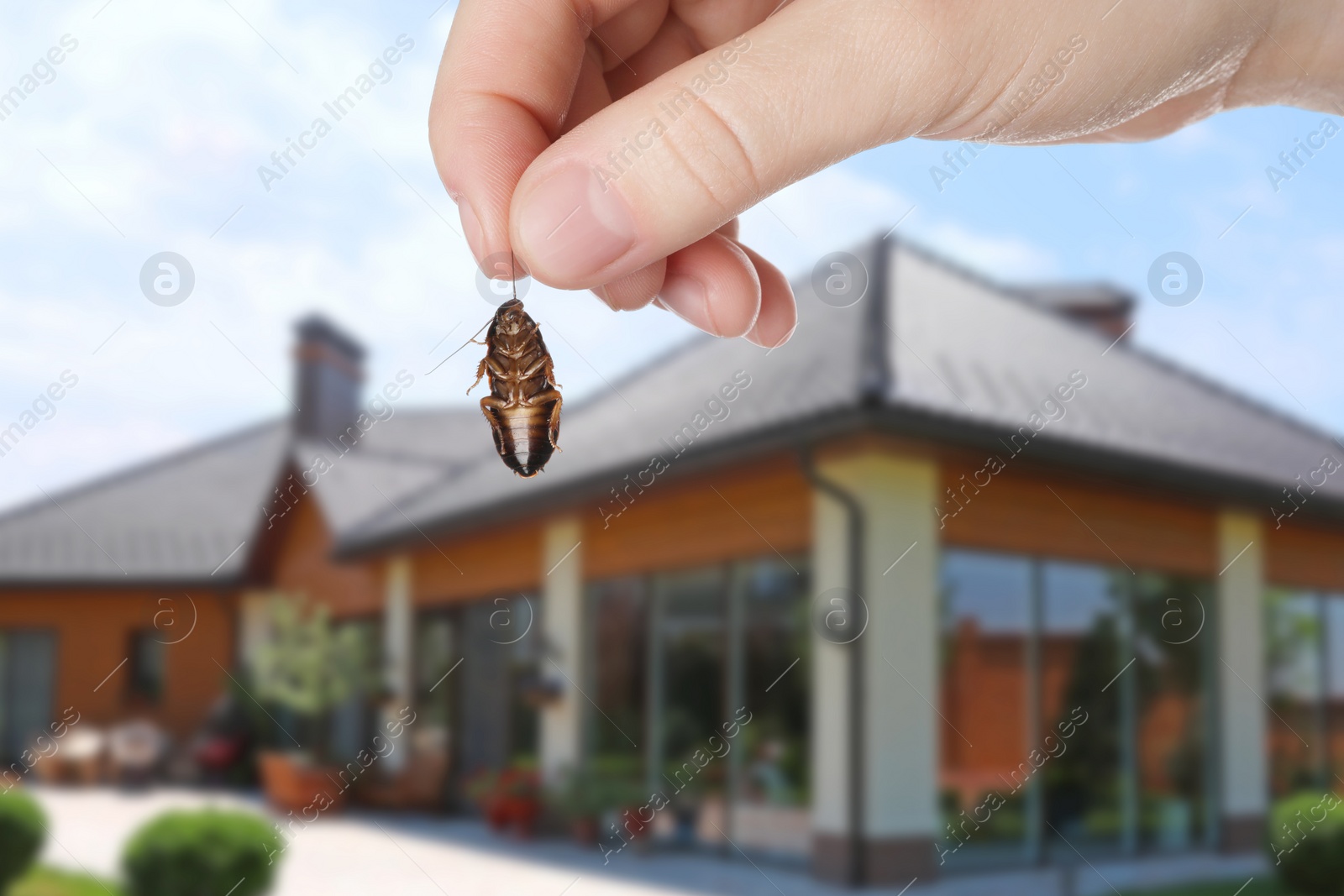 Image of Woman holding dead cockroach and blurred view of modern house on background. Pest control