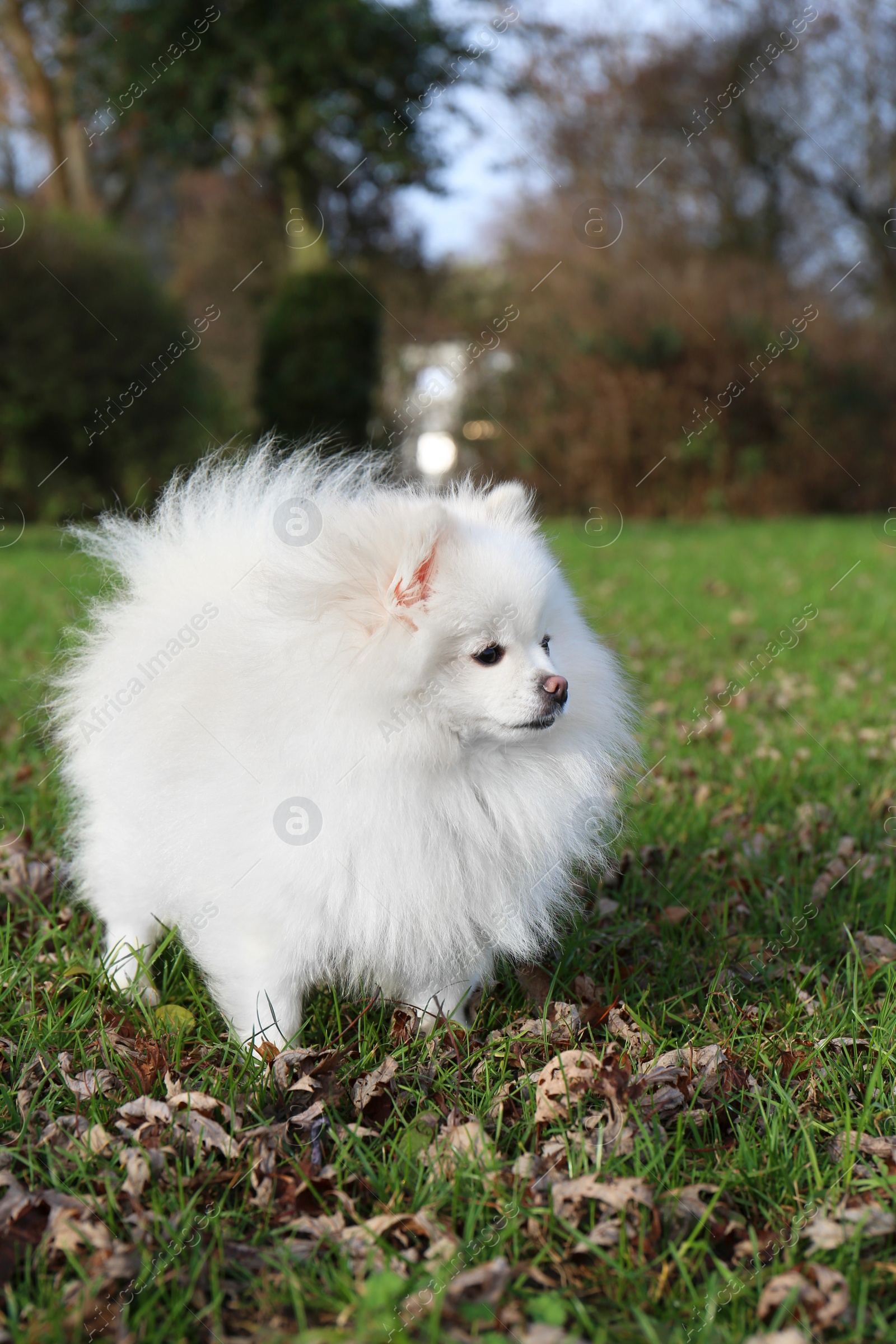 Photo of Cute fluffy Pomeranian dog on green grass outdoors, space for text. Lovely pet