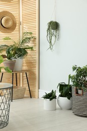 Photo of Many beautiful houseplants in room. Interior design