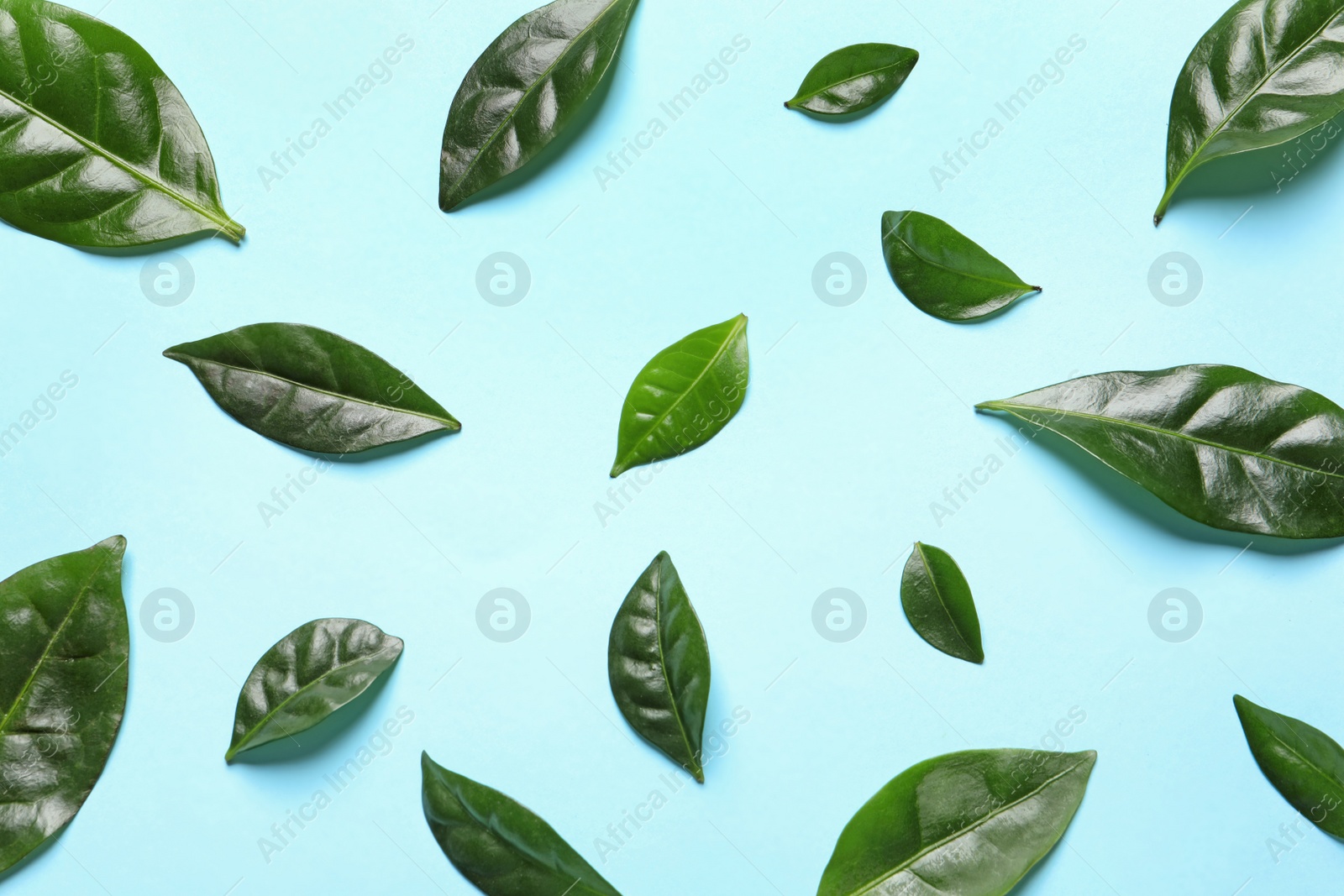 Photo of Fresh green coffee leaves on light blue background, flat lay