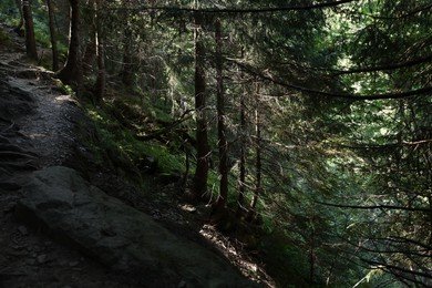 Photo of Picturesque view of beautiful coniferous forest on hill