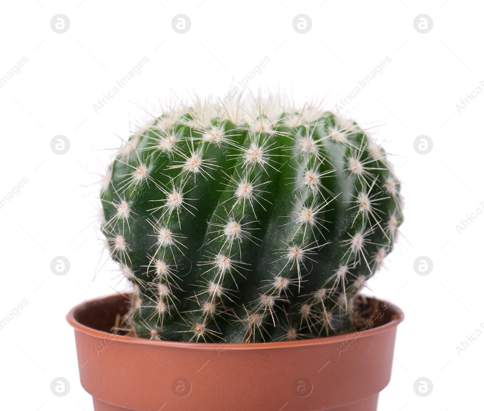 Photo of Beautiful green cactus in pot isolated on white. Tropical plant