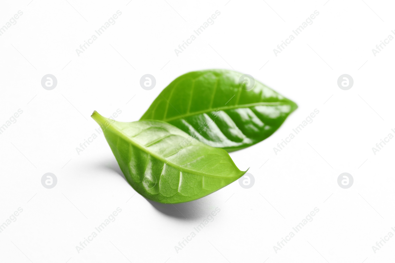 Photo of Fresh green coffee leaves isolated on white