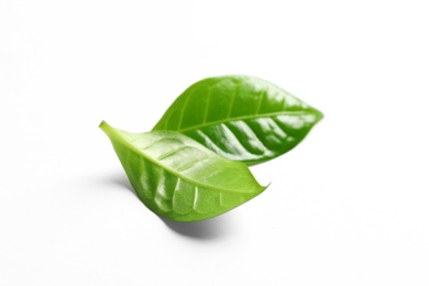 Photo of Fresh green coffee leaves isolated on white