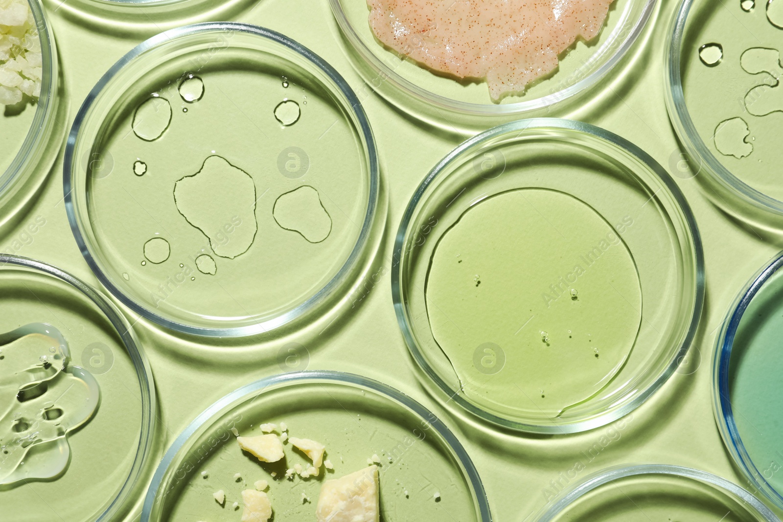 Photo of Flat lay composition with Petri dishes on light green background