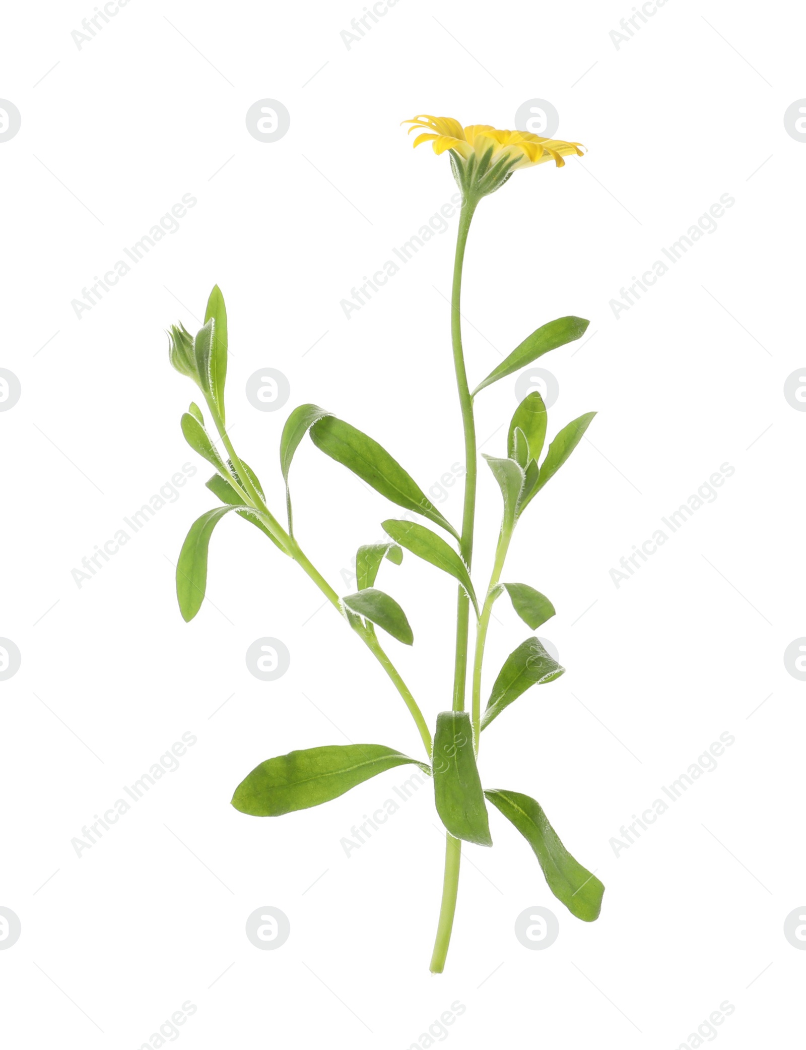 Photo of Beautiful meadow plant with yellow flower isolated on white