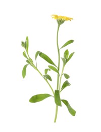 Photo of Beautiful meadow plant with yellow flower isolated on white