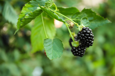 Photo of Blackberry bush with ripe berries in garden, closeup