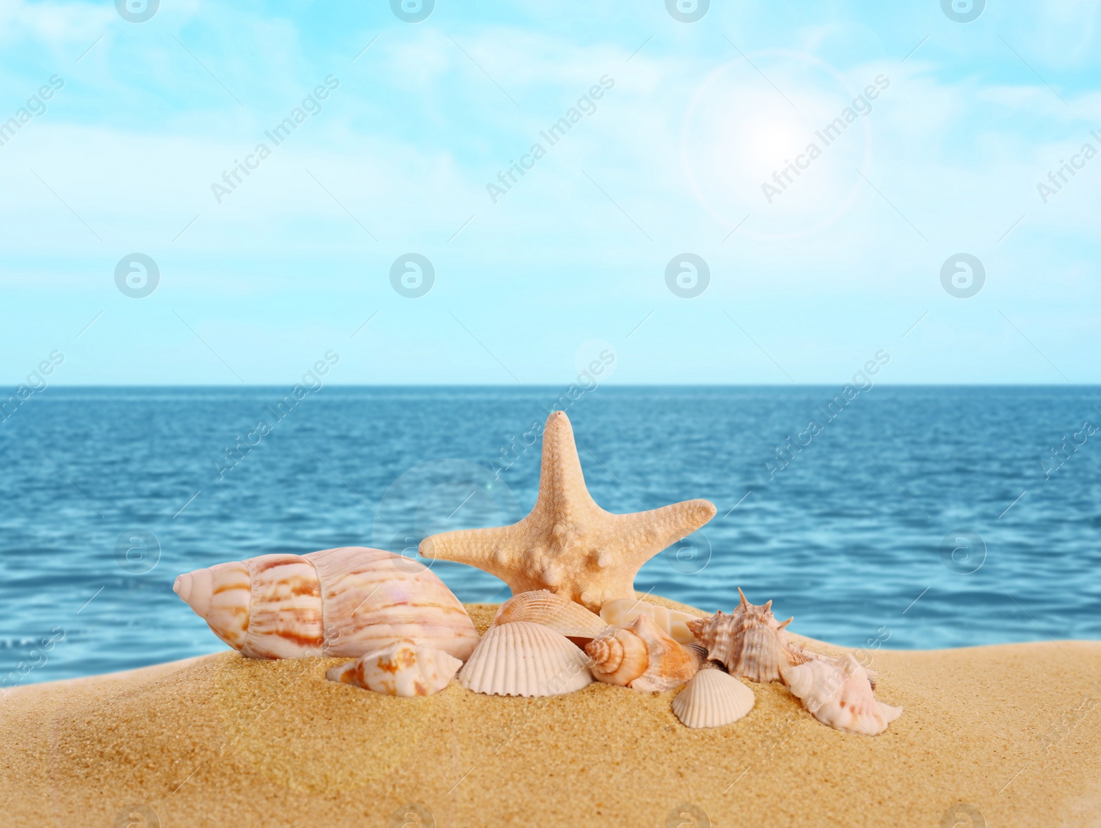 Image of Beautiful exotic sea shells on sandy beach