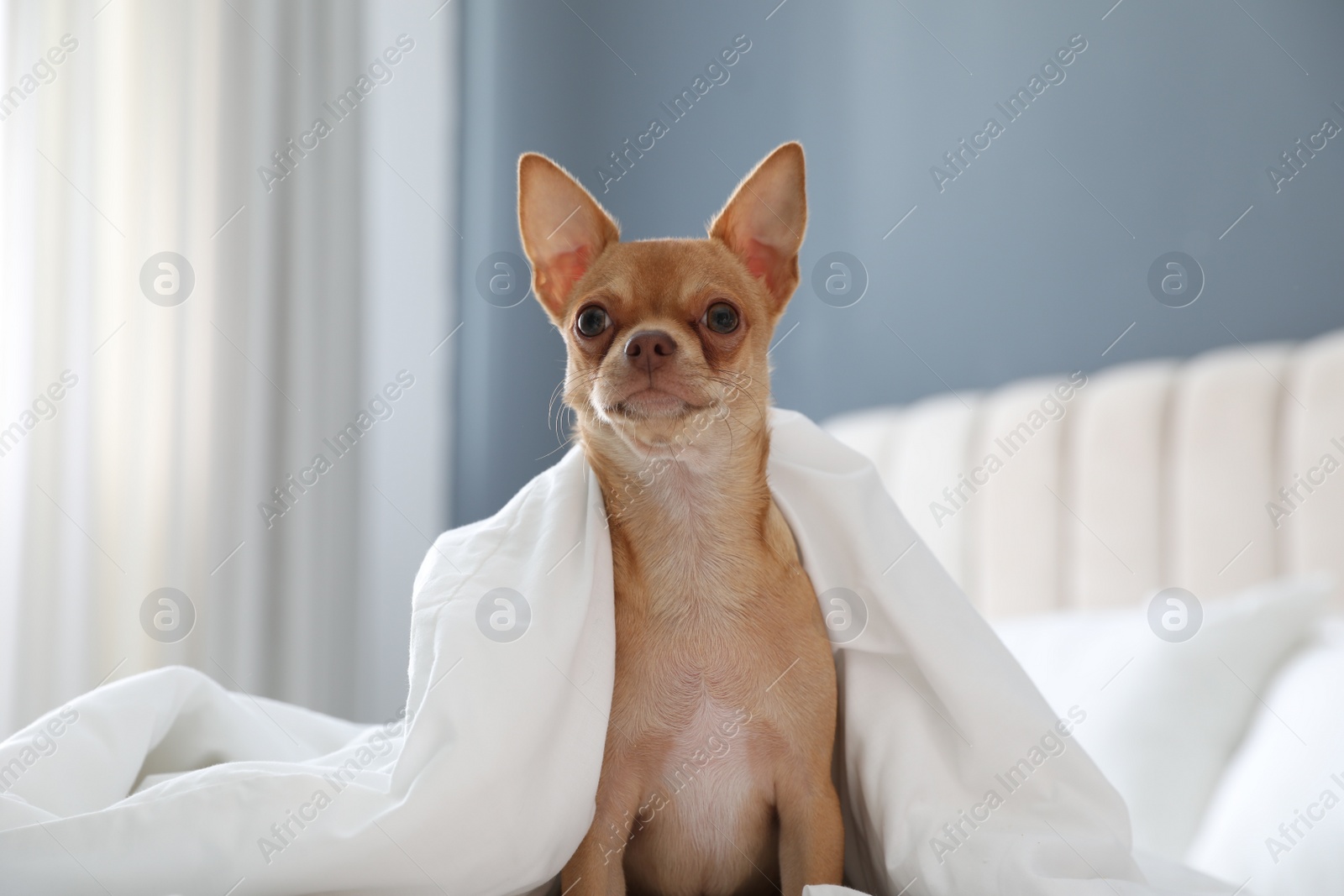 Photo of Cute Chihuahua dog under blanket at home