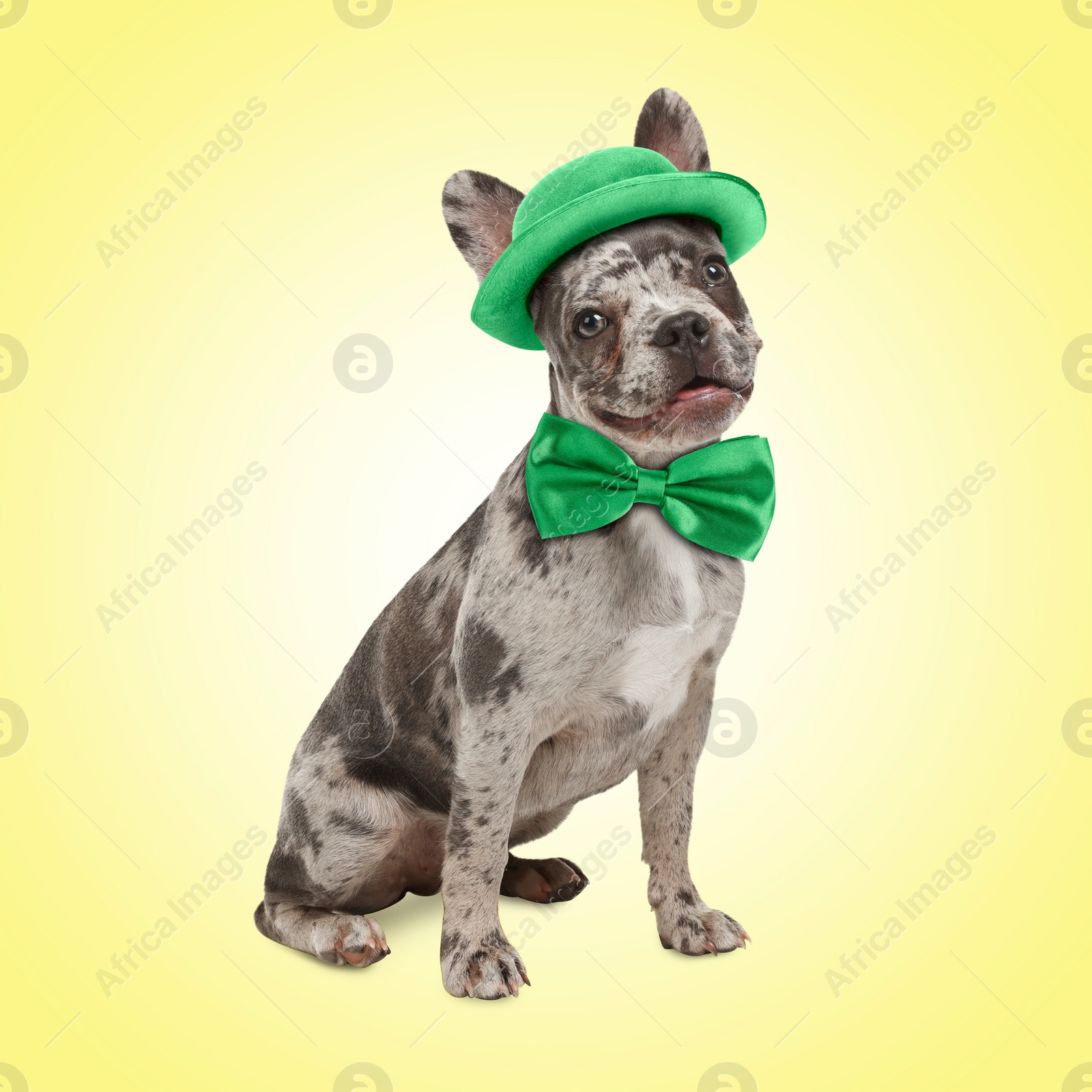 Image of St. Patrick's day celebration. Cute French bulldog with green bow tie and leprechaun hat on yellow background