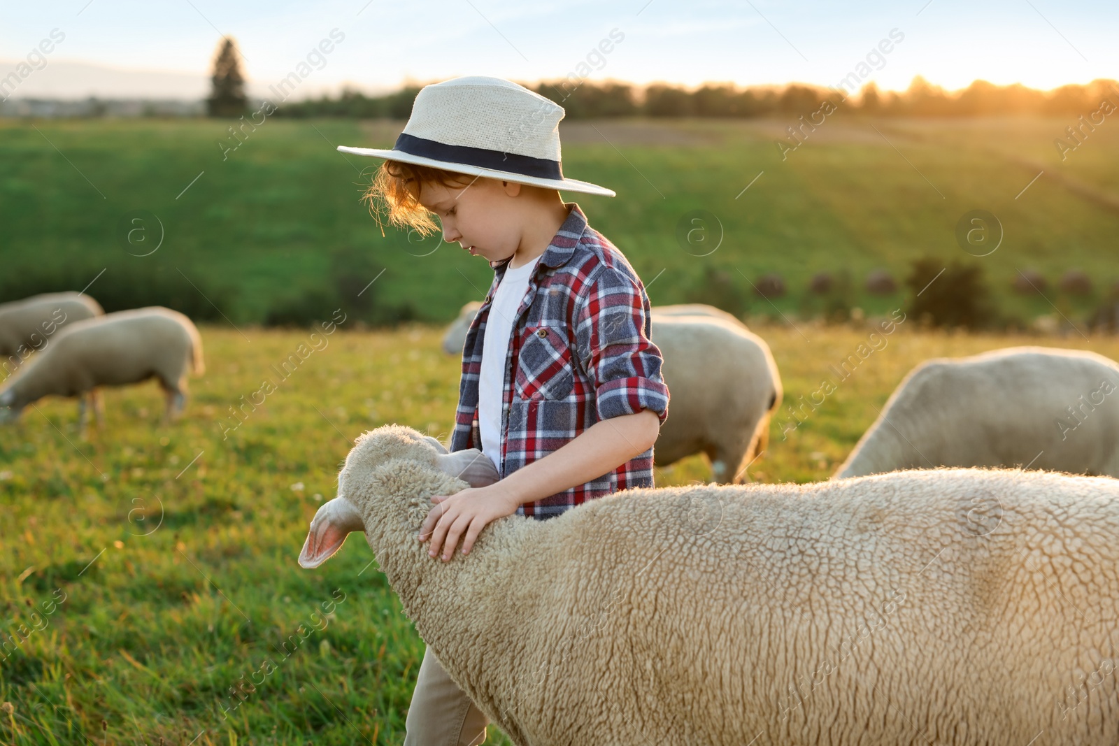 Photo of Boy stroking sheep on pasture. Farm animals