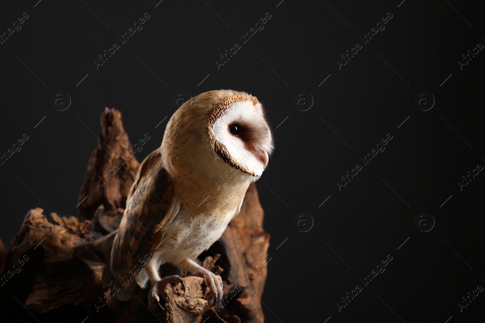 Photo of Beautiful common barn owl on tree against black background. Space for text