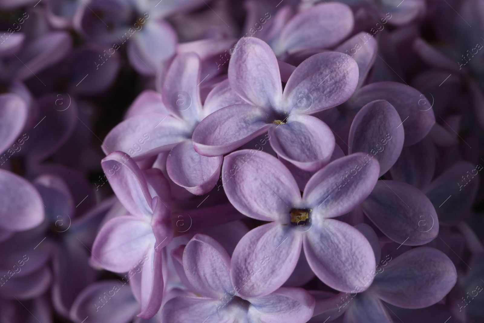 Photo of Closeup view of beautiful blossoming lilac as background