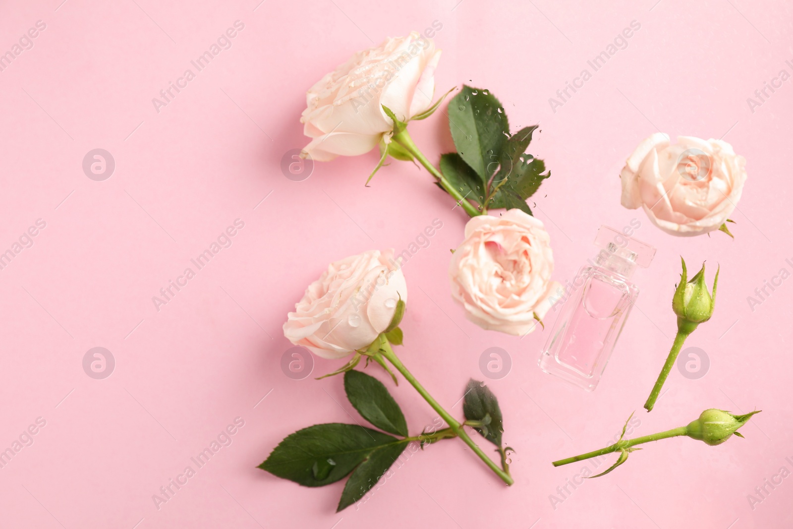 Photo of Flat lay composition with rose essential oil and flowers on pink background. Space for text