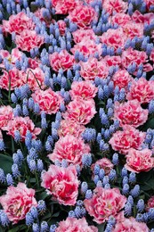 Photo of Many beautiful tulip and muscari flowers growing outdoors. Spring season
