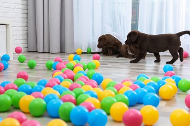 Photo of Chocolate Labrador Retriever puppies playing with colorful balls indoors