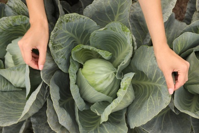 Photo of Woman taking cabbage, closeup view. Agriculture industry