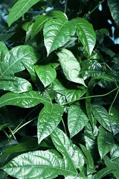 Many fresh green tropical leaves growing outdoors, closeup