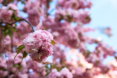Photo of Beautiful blossoming sakura tree with pink flowers outdoors, space for text. Spring season