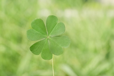 Photo of Green four leaf clover on blurred background, closeup