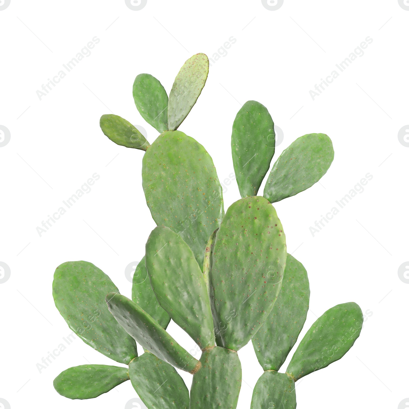 Image of Beautiful big green cactus on white background